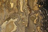 Stromatolite (Greysonia) From Bolivia #77886-1